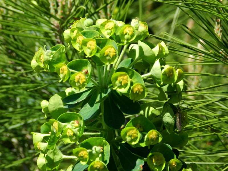 Euphorbia characias